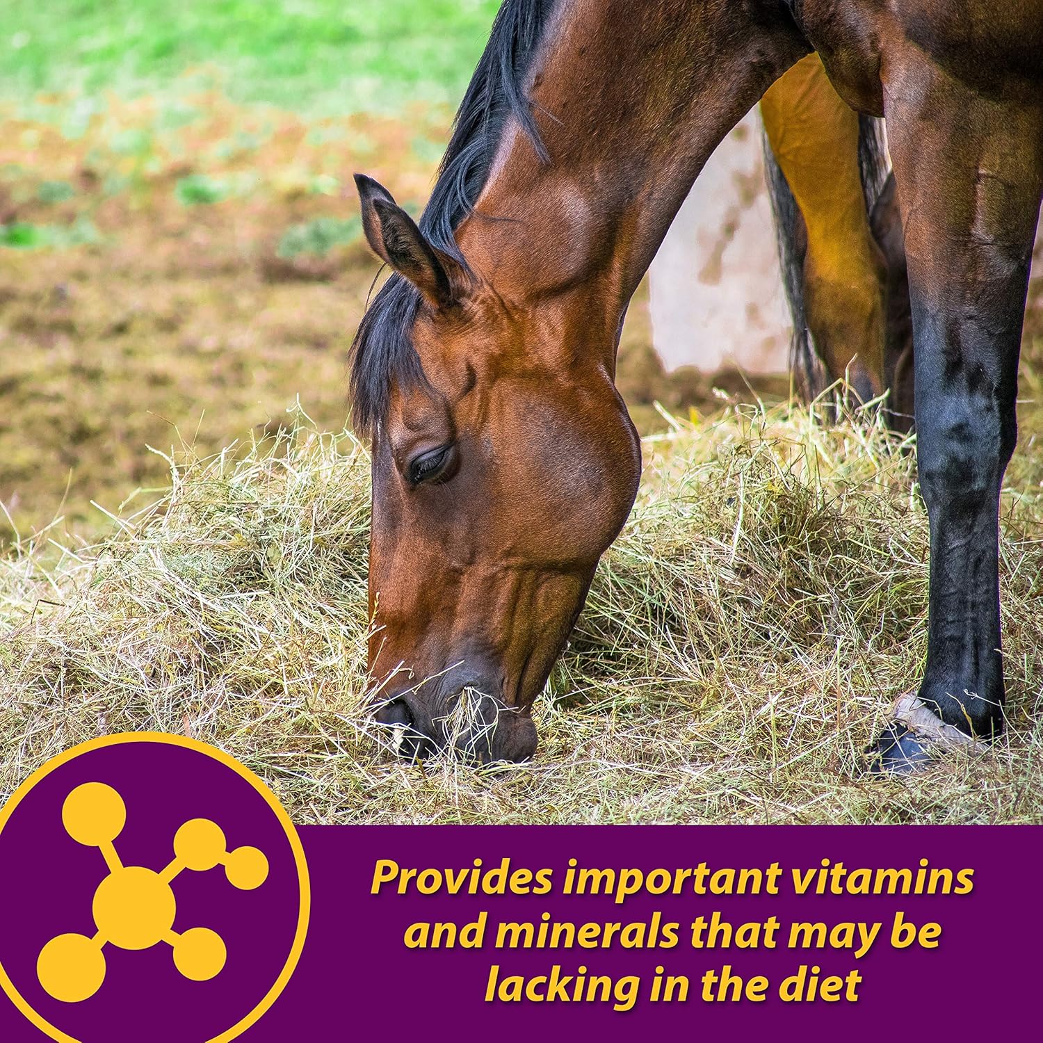 Horse Health Red Cell Vitamin-Iron-Mineral Supplement for Horses Gallon