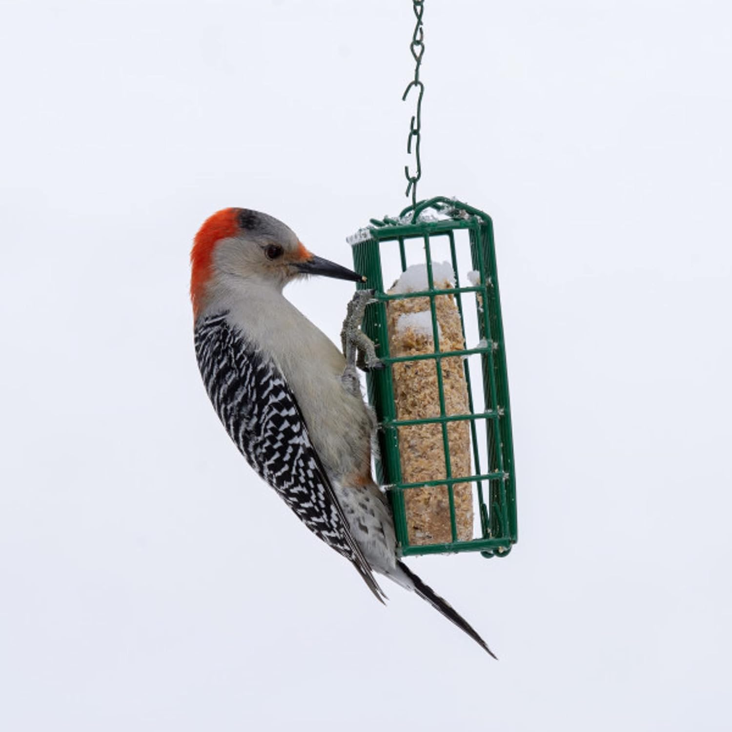 C&S Berry Suet Treat 11.75 oz Wild Bird Suet Cake Year-Round Cranberry Blend