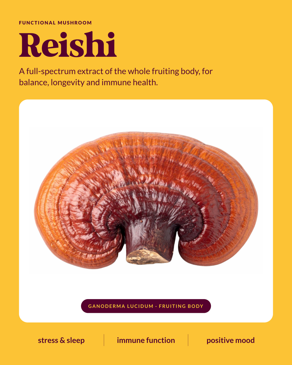 Organic Reishi WellDrops Tincture